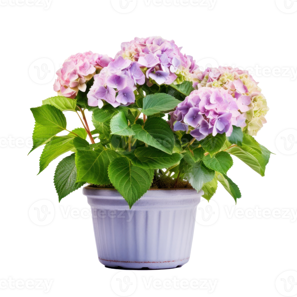 Hydrangea bush in blossom in flowerpot isolated Illustration png