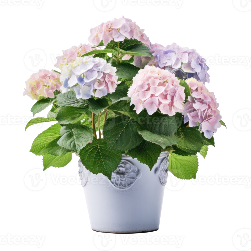 Hydrangea bush in blossom in flowerpot isolated Illustration png