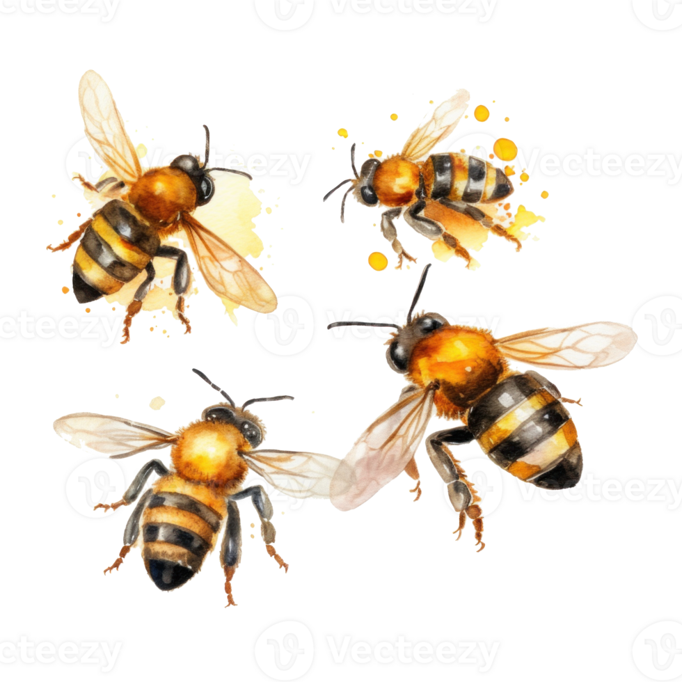 Honey bee isolated. Illustration png