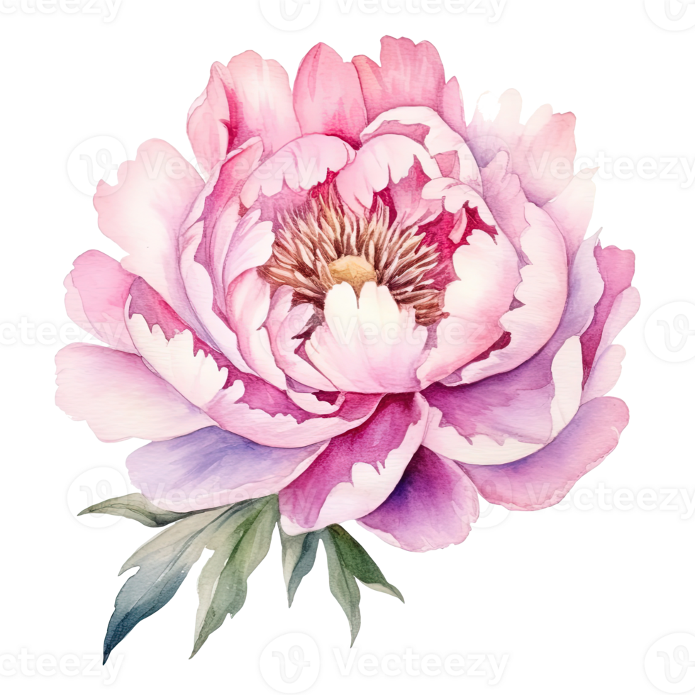 Watercolor beautiful peony flower. Illustration png