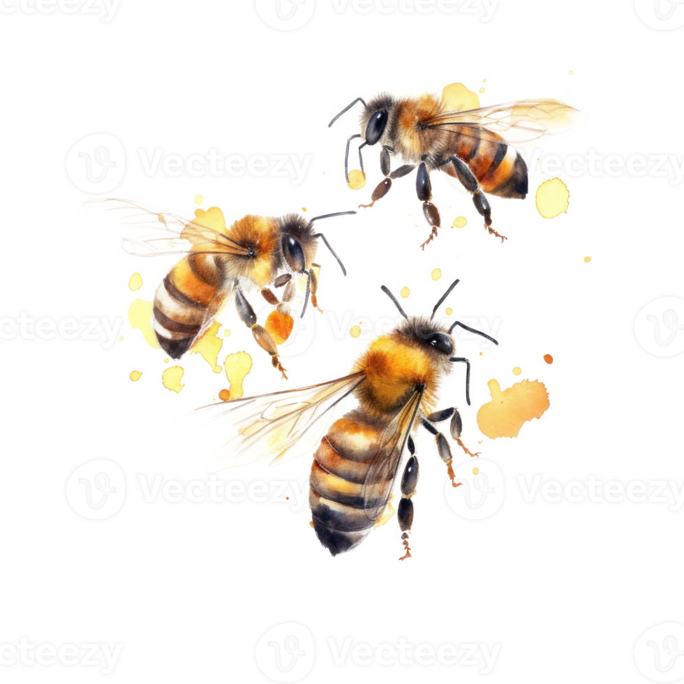 Honey bee isolated. Illustration png
