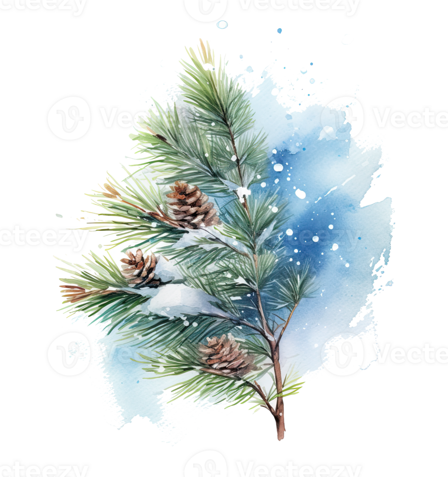 Snowy winter watercolor christmas pine branch Illustration png