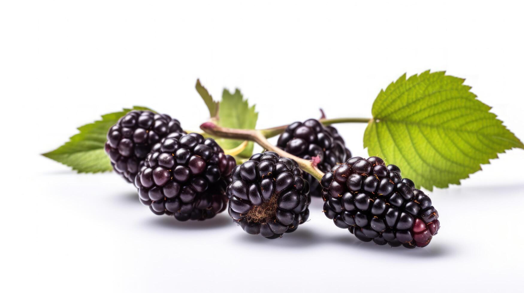 moras en un blanco fondo, generativo ai foto