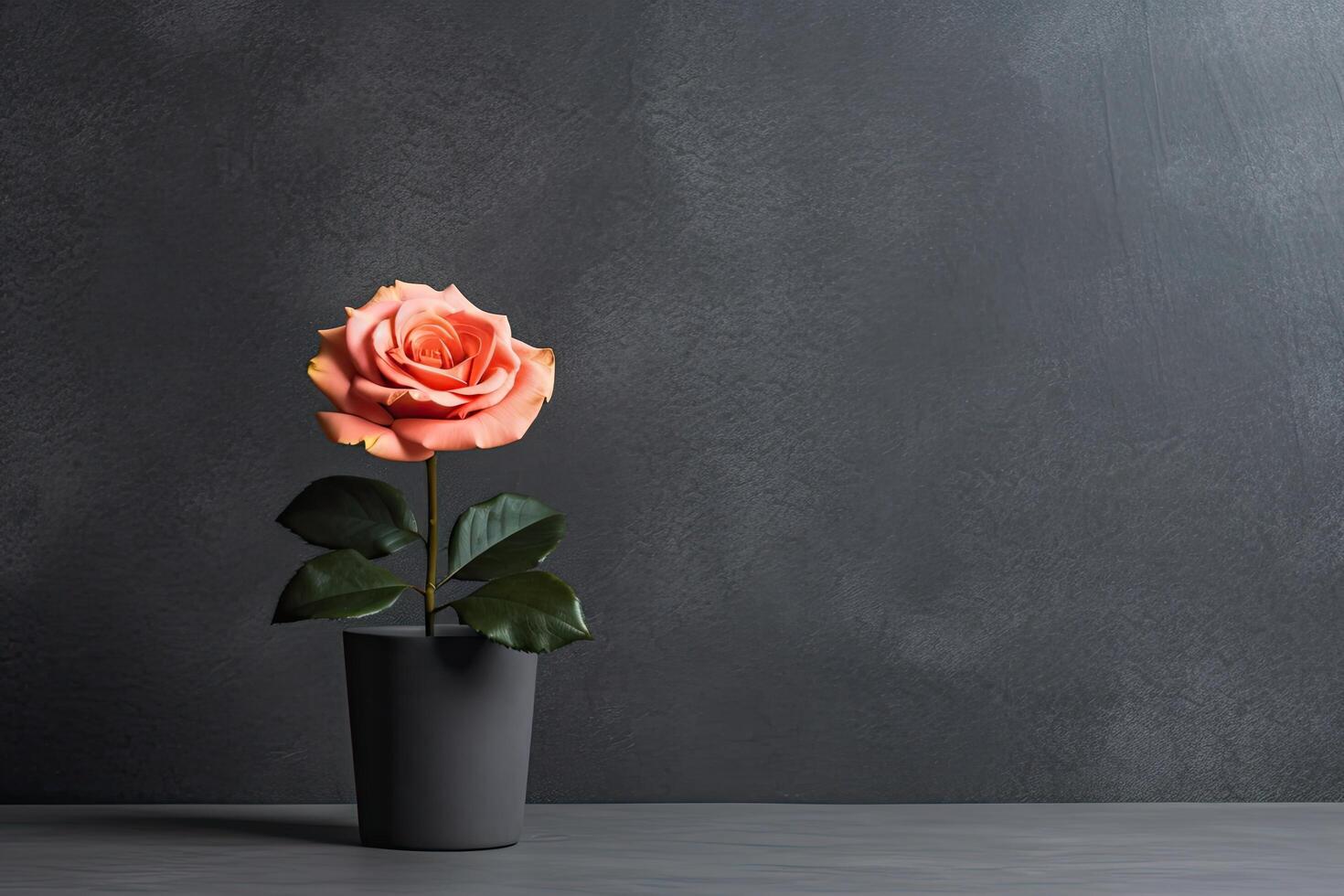 0505. Rose in front of dark wall. photo