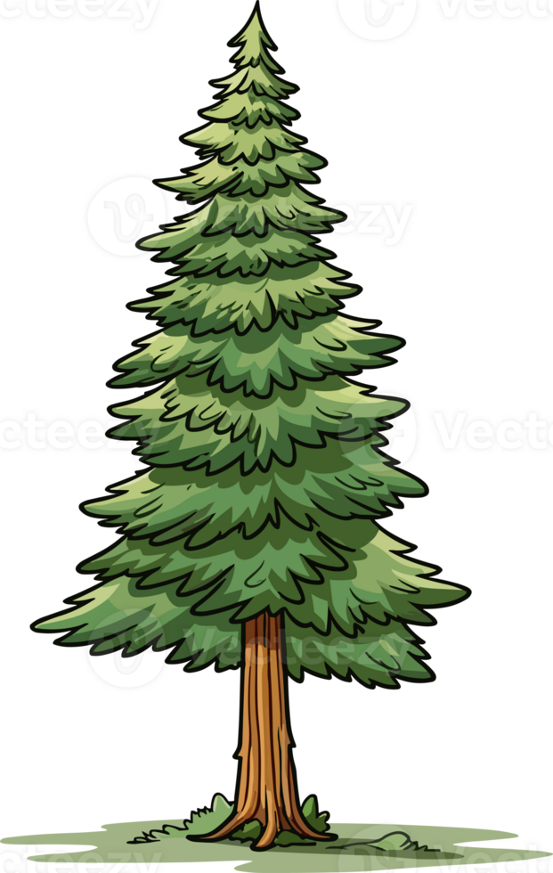 douglas-fir-tree-transparent-background-24678936-png