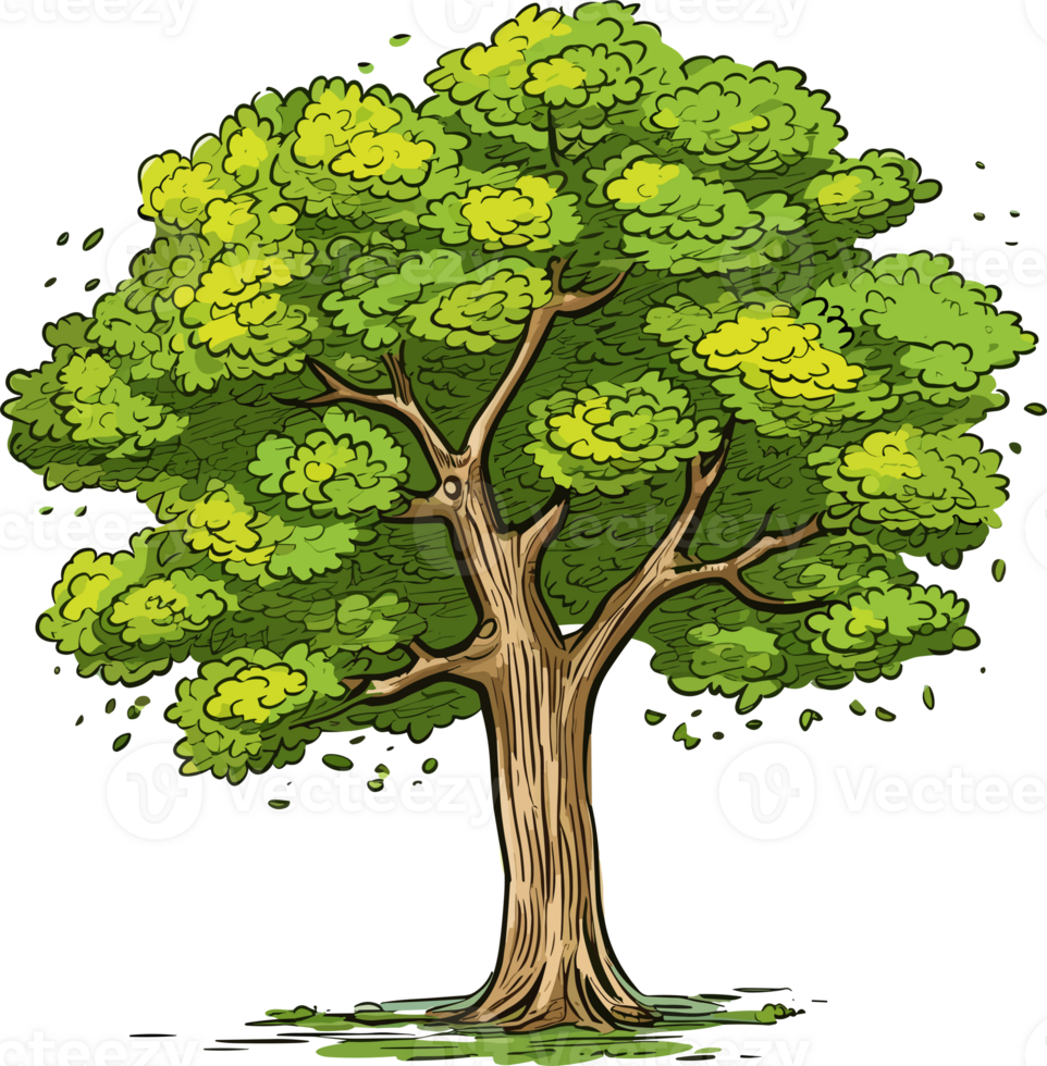 Beech tree transparent background png