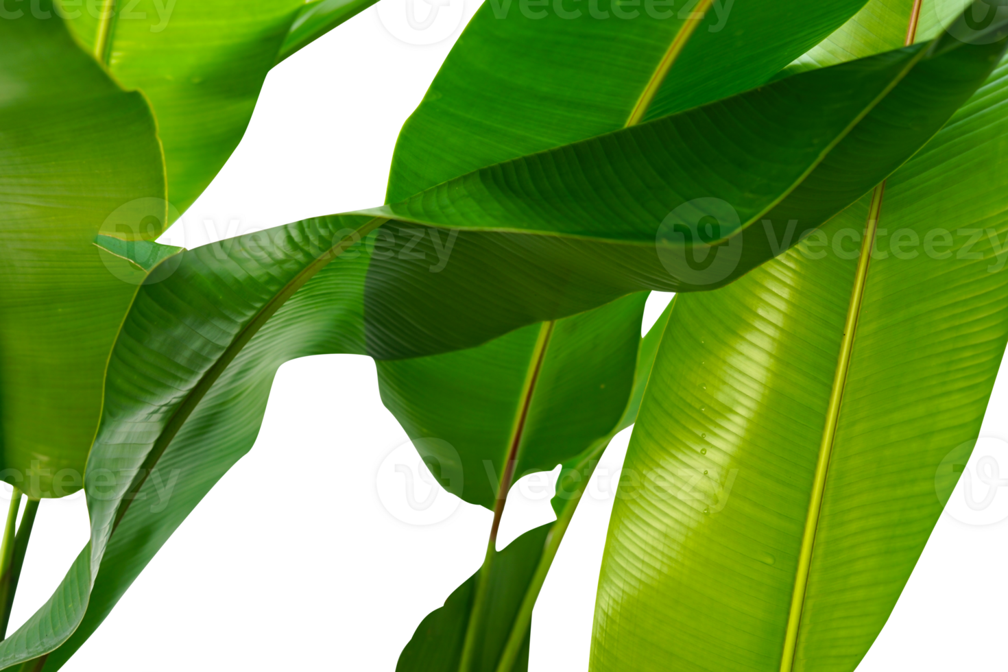 green banana leaves png