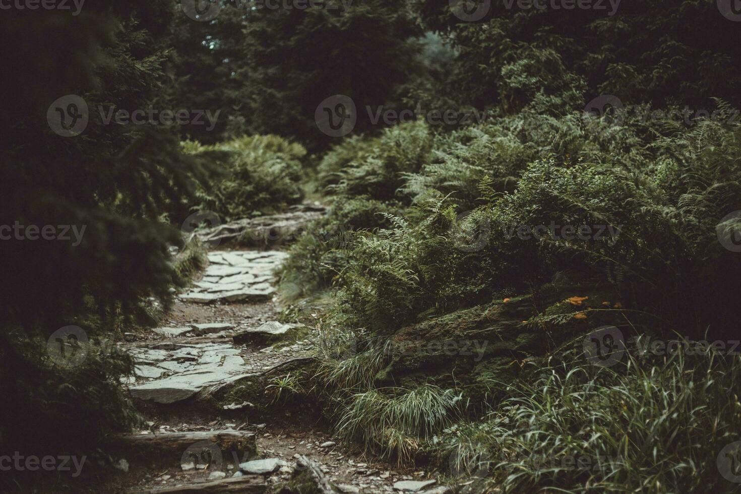 Stone forest path through green ferns in Jeseniky mountains during the overcast spring day photo