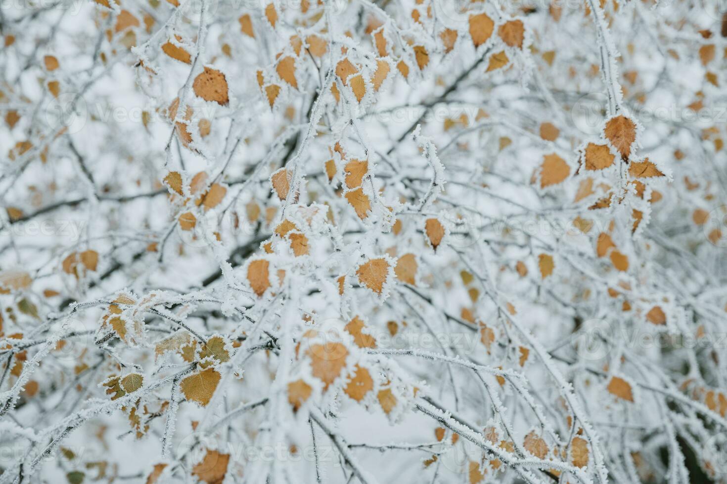 Detail of frosted yellow leaves on branch of birch with white crystals of hoarfrost during the frosty morning during the late autumn photo