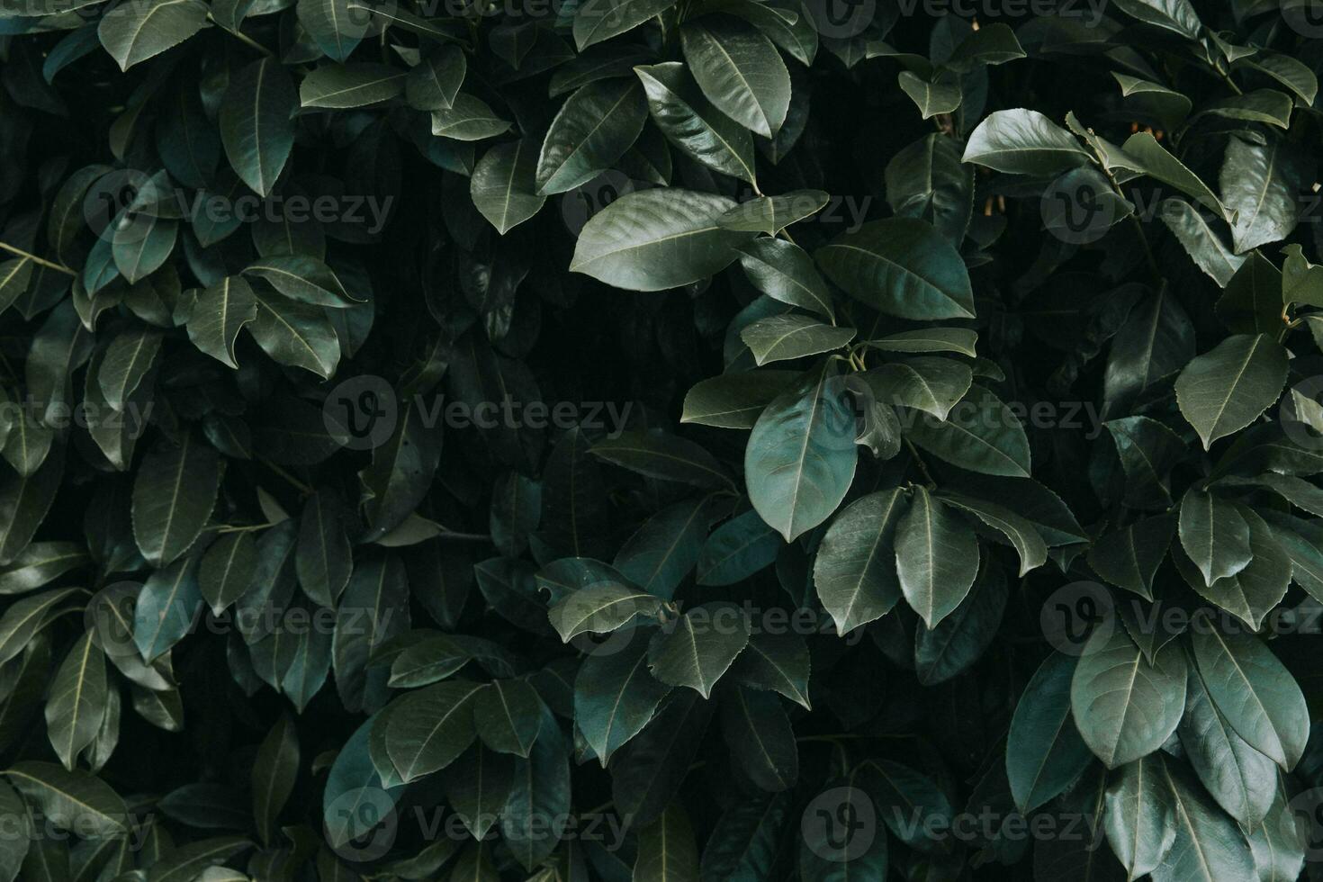 Pattern of dark green pulpy leaves of Cherry laurel - Prunus laurocerasus photo