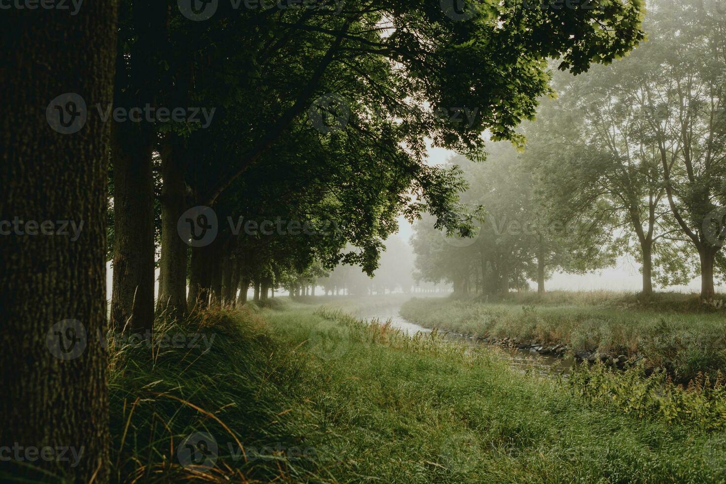 The bend of the river flowing between rows of green deciduous trees during the misty summer morning with light of the sunrise, taken from the riverside behind the tree trunk photo