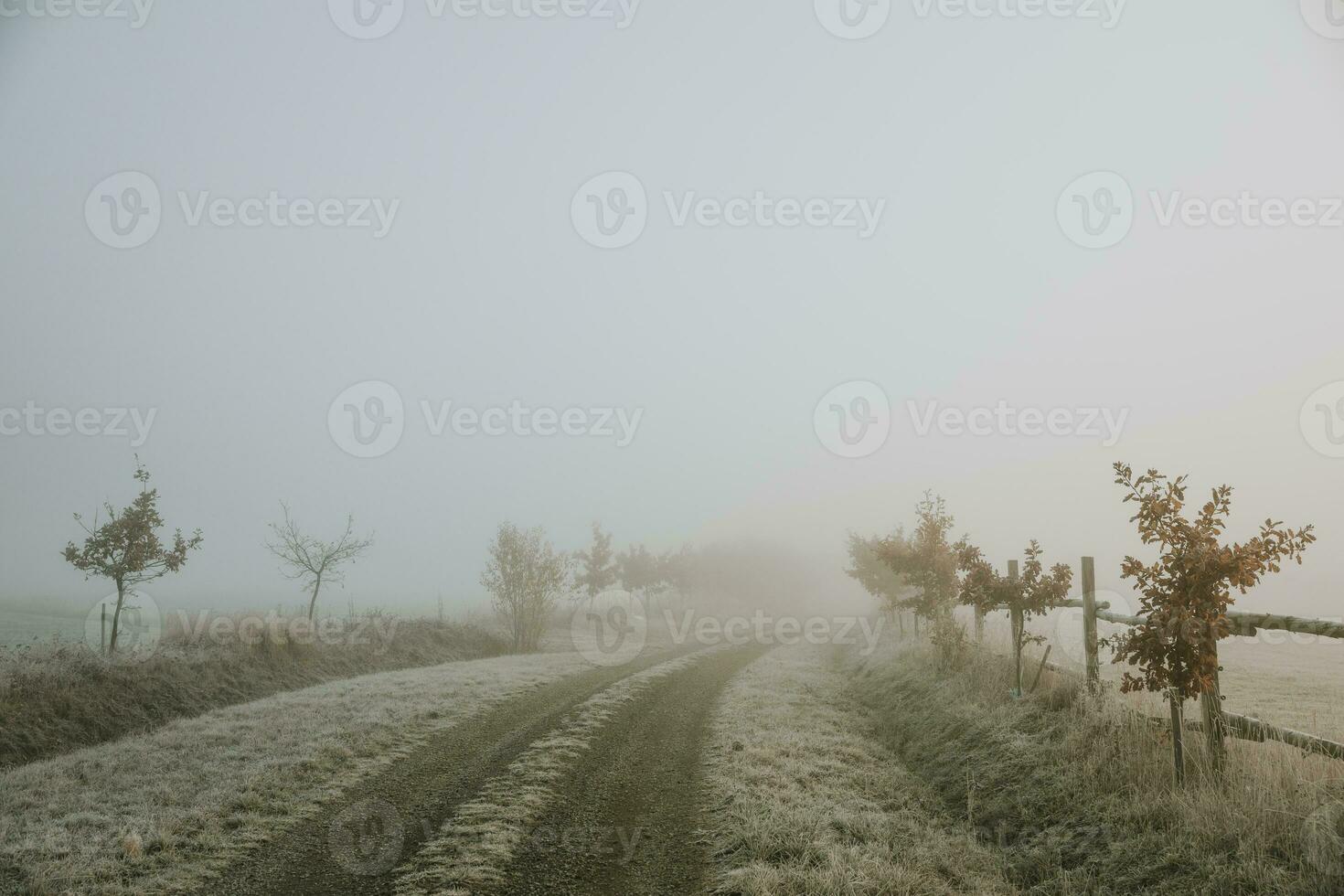 Road lined with small oak trees between pastures, during frosty foggy morning in late autumn, which ends in orange fog in background photo