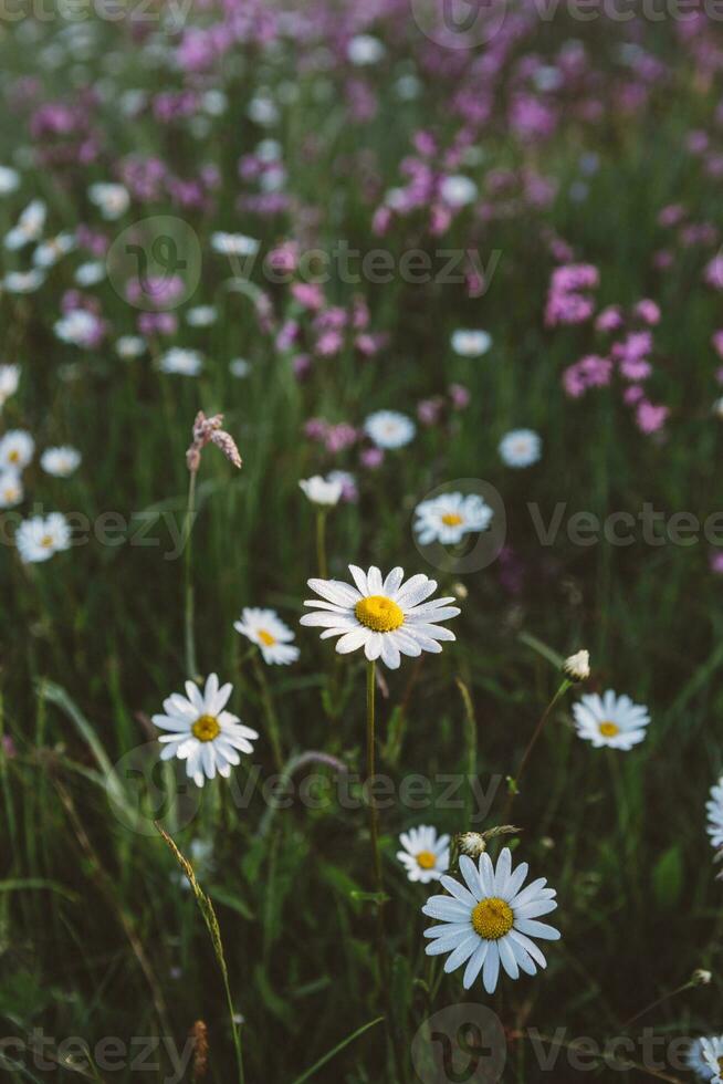 Detail of Daisy with dew drops in spring meadow in the morning in vertical format photo