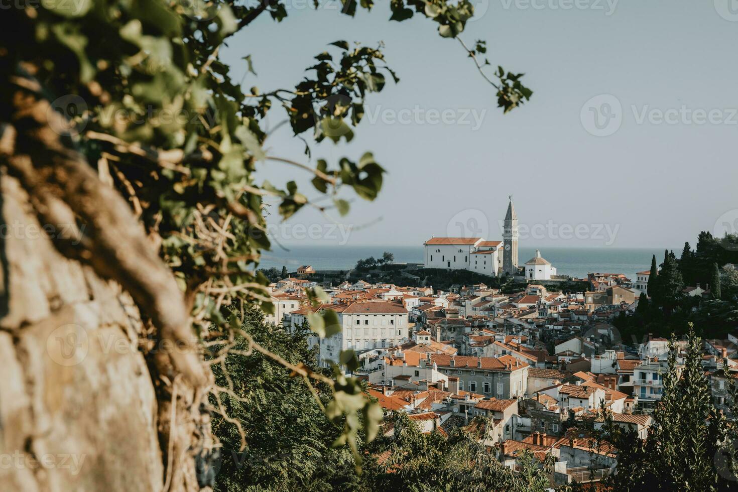 Panoramic view of the old historical coastal Slovenia town Piran with typical tower near the Adriatic sea from the hill with the stone and bush in foreground and clear blue summer sky in background photo
