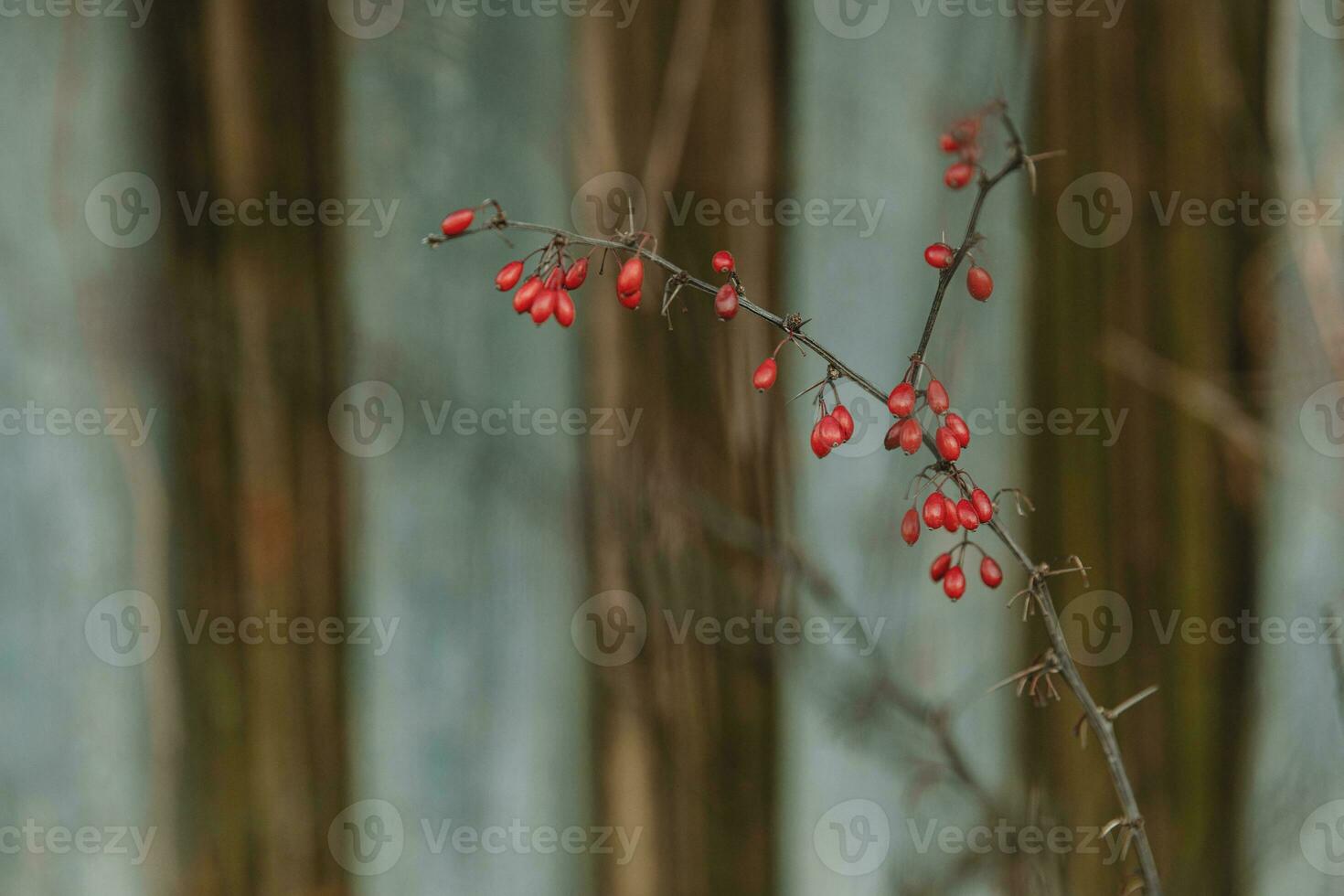 Branch of barberry - berberis vulgaris - with red ripe fruits against the striped dark and turquoise background photo