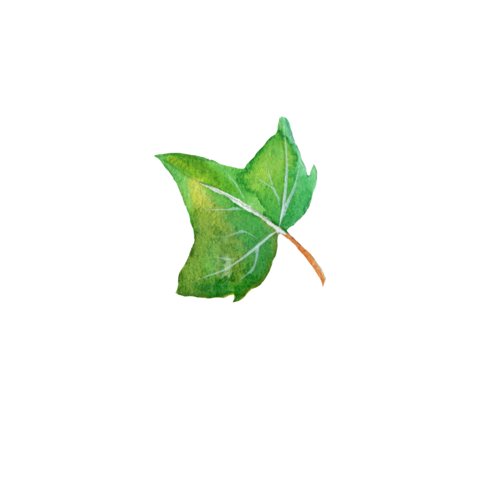 acquerello botanico illustrazione con verde foglia png