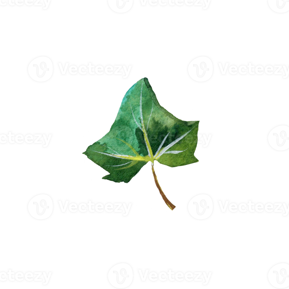 Watercolor botanical illustration with green leaf png