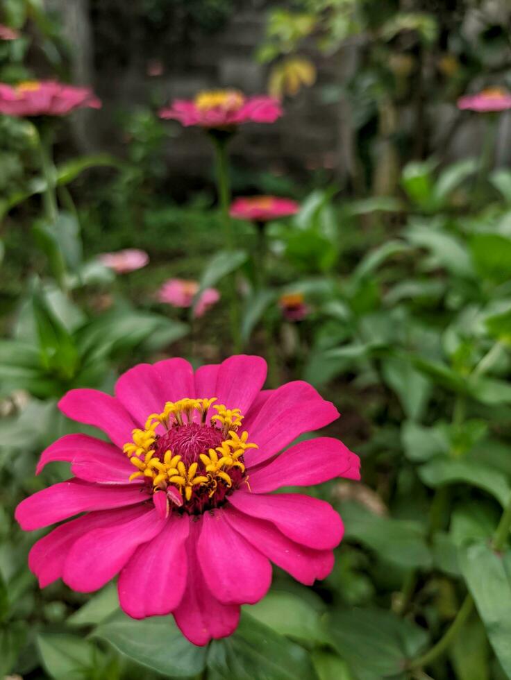 A close-up of a bright purple-pink zinnia flower with selected focus and unfocused natural zinnia garden background photo