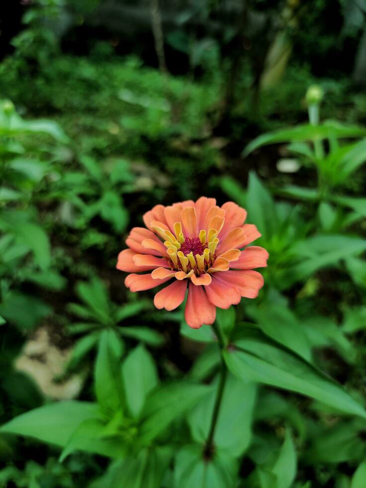 A close-up of a bright pale-yellow zinnia flower with selected focus and unfocused natural green garden background, also known as Zinnia elegans or Zinnia violacea Cav. photo