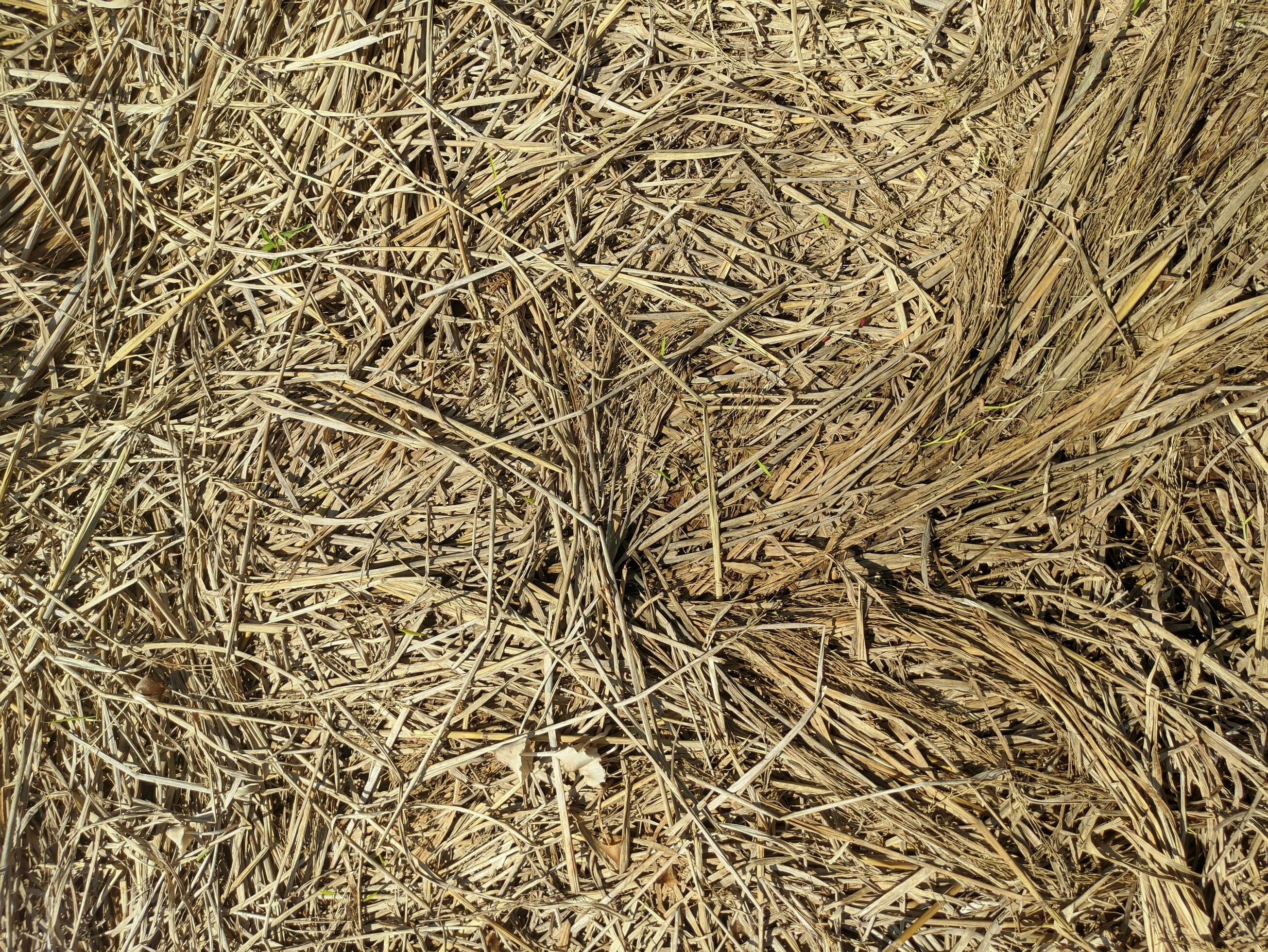A closeup photo of dry straw texture. Dry grass background. Hay straw