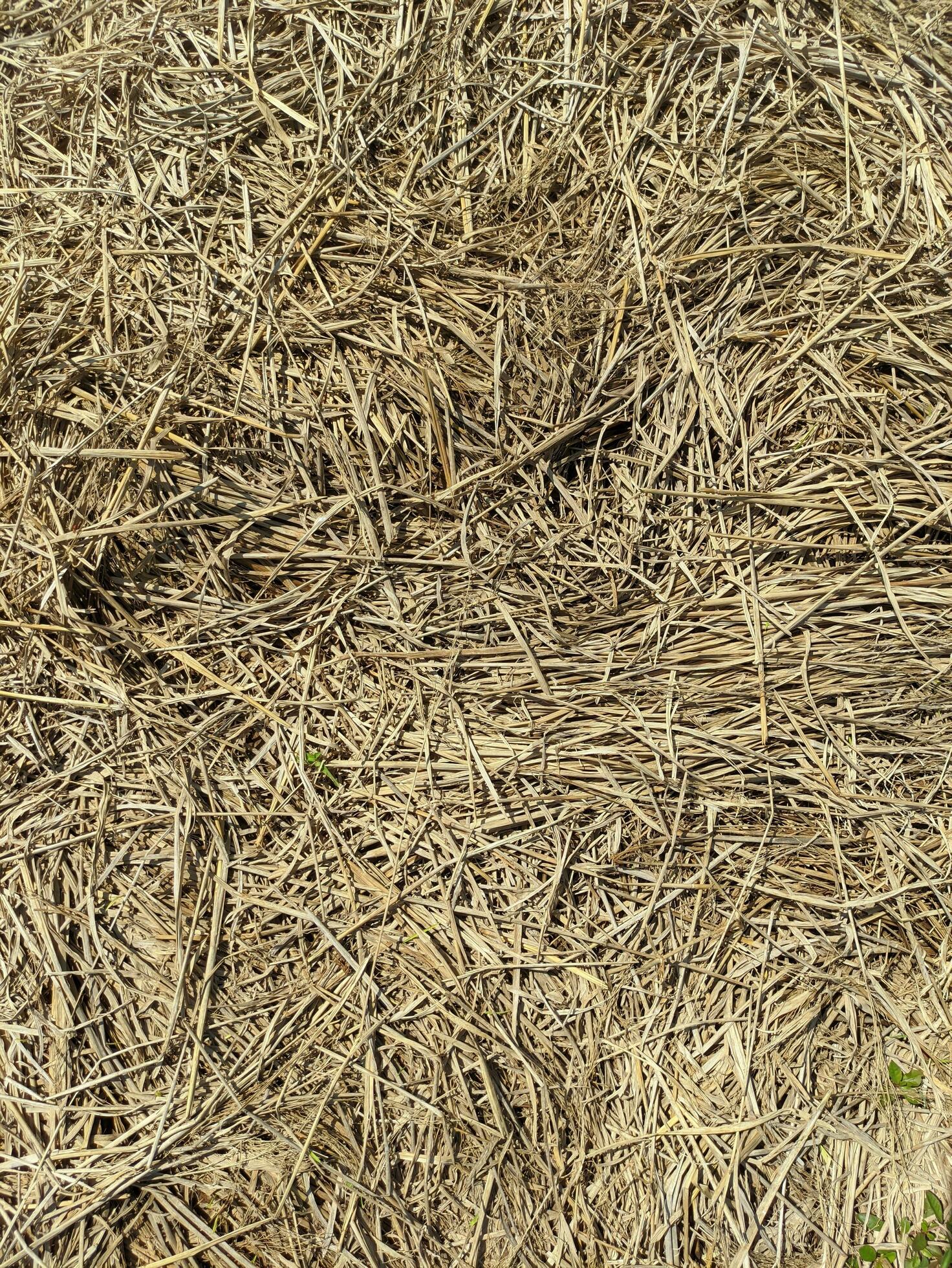 A closeup photo of dry straw texture. Dry grass background. Hay straw