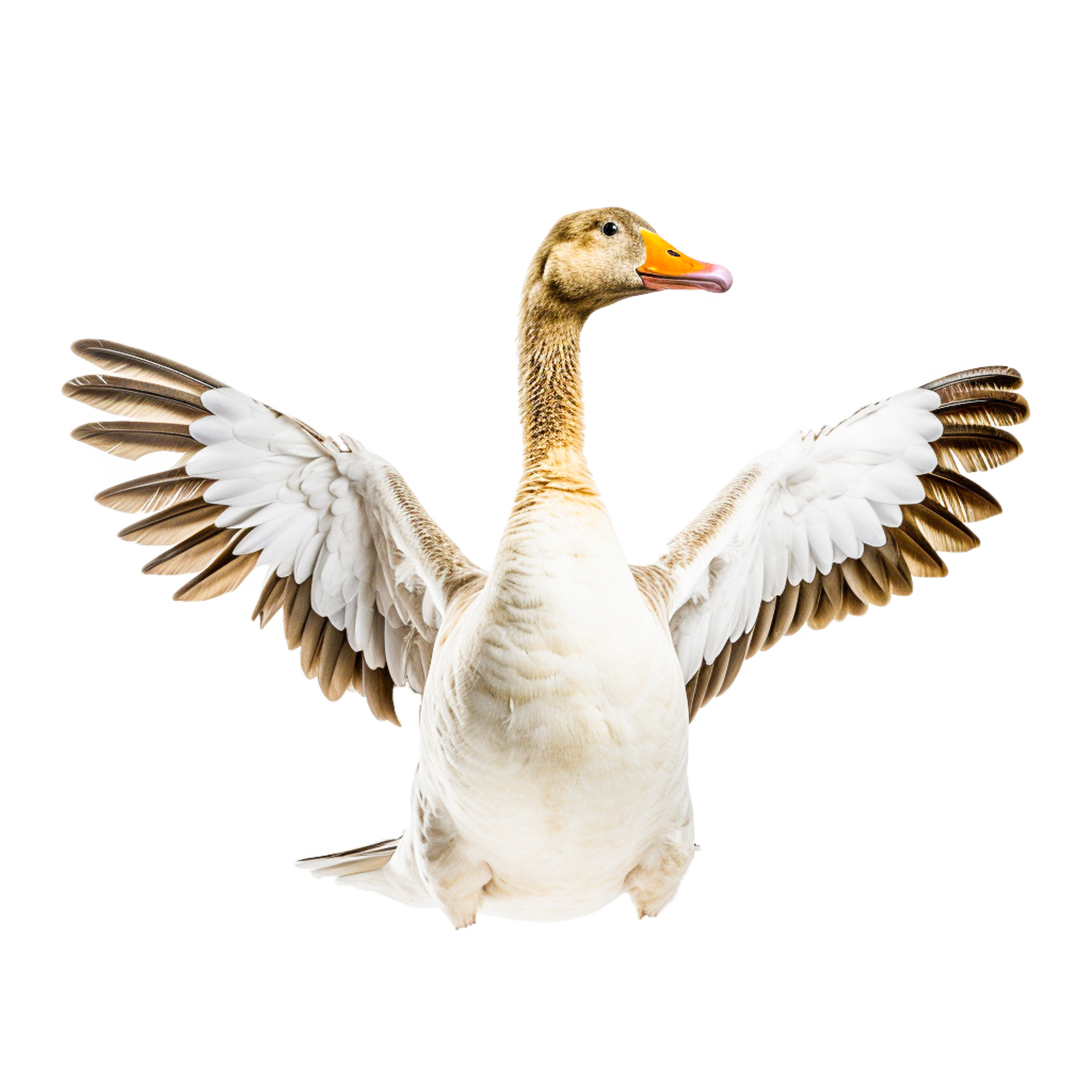 Impossible Love?  The Science Behind Goose And Duck Breeding. - f9v8gmz