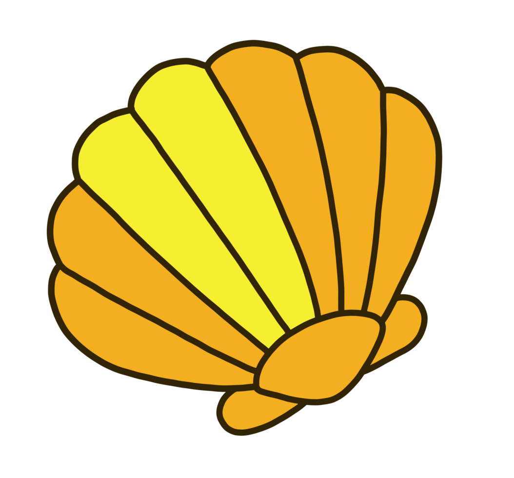 seashell art illustration png