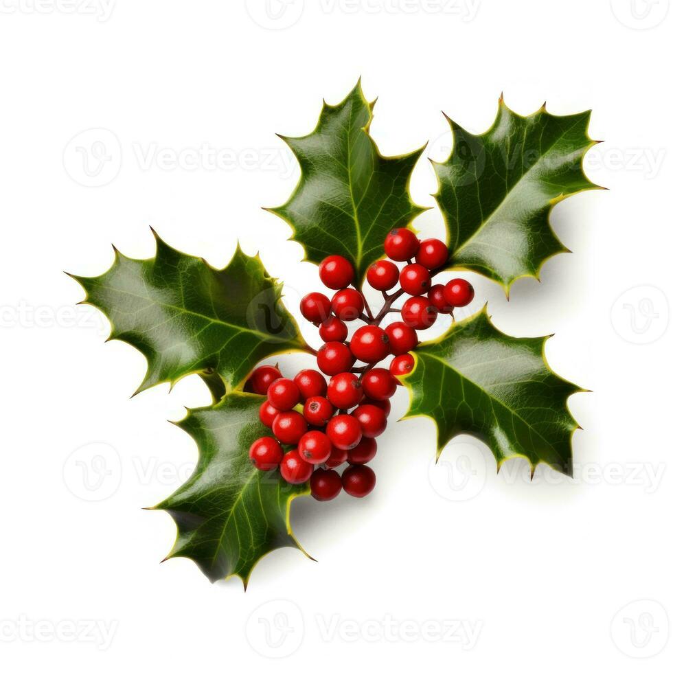 Holly berry with leaves isolated. Illustration AI Generative photo