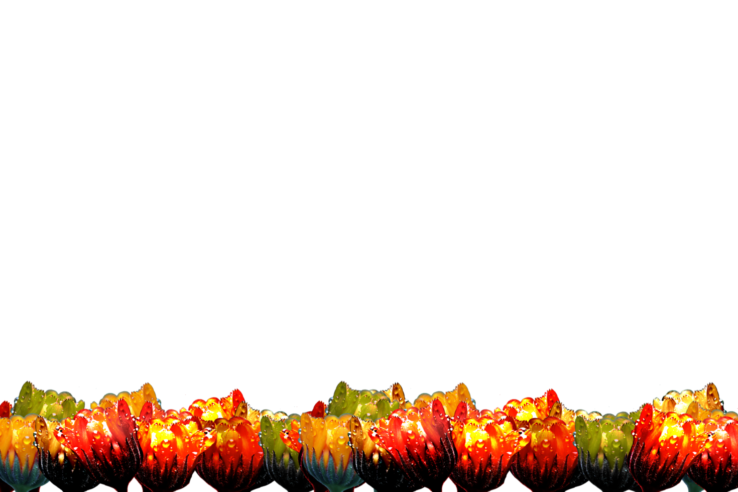 icon flower form border png
