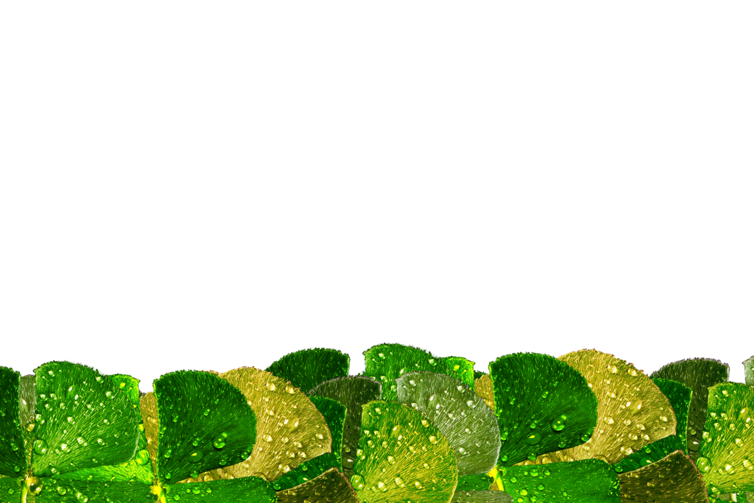 icon clover form border png
