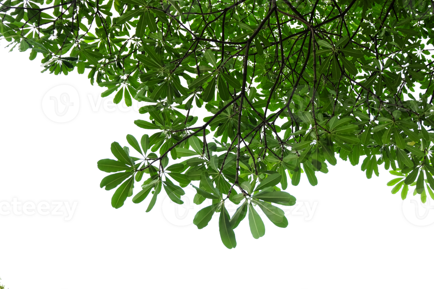tree branch with green leaves isolated png