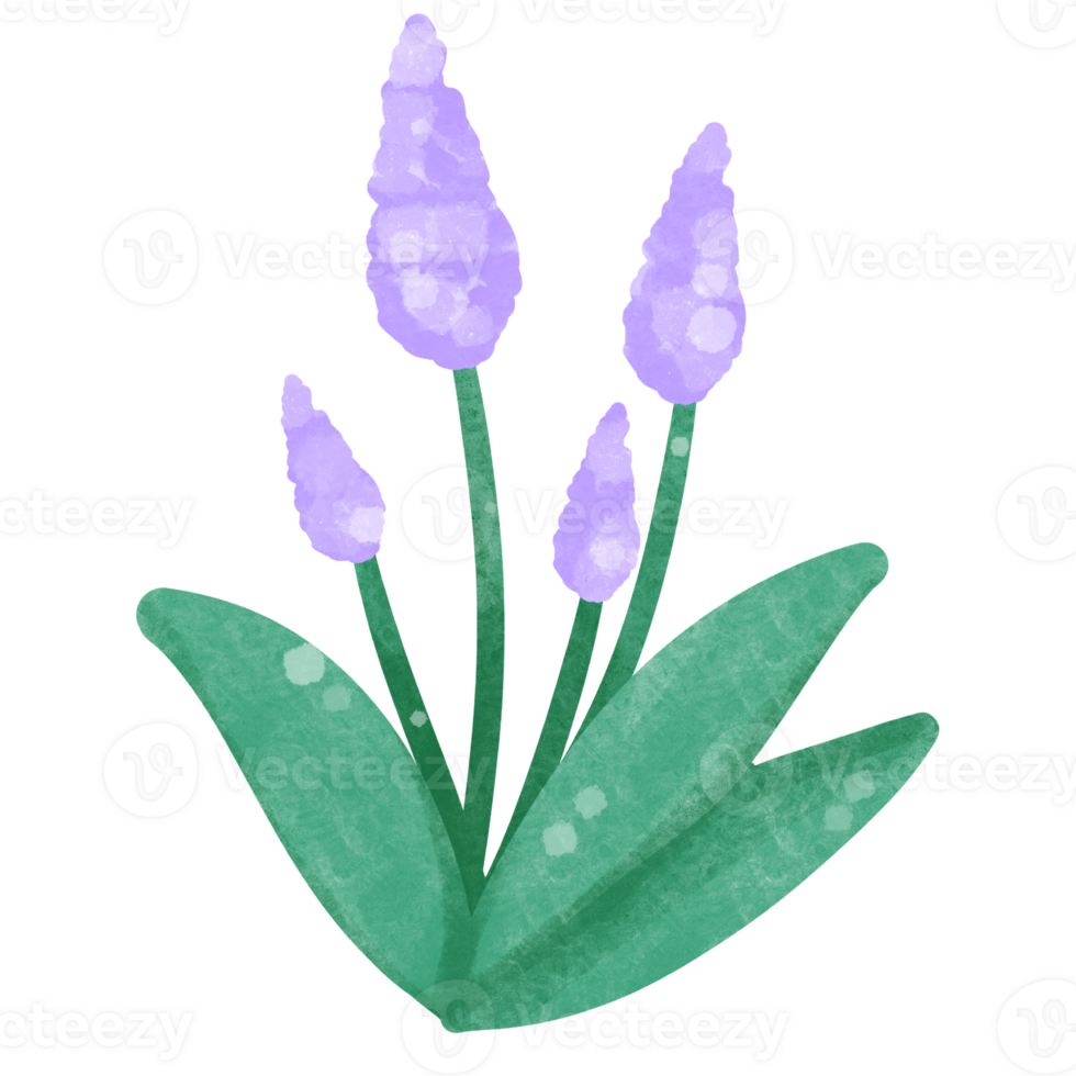 Flowers watercolor clipart png