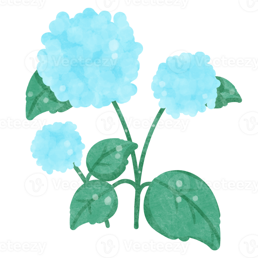 Flowers watercolor clipart png