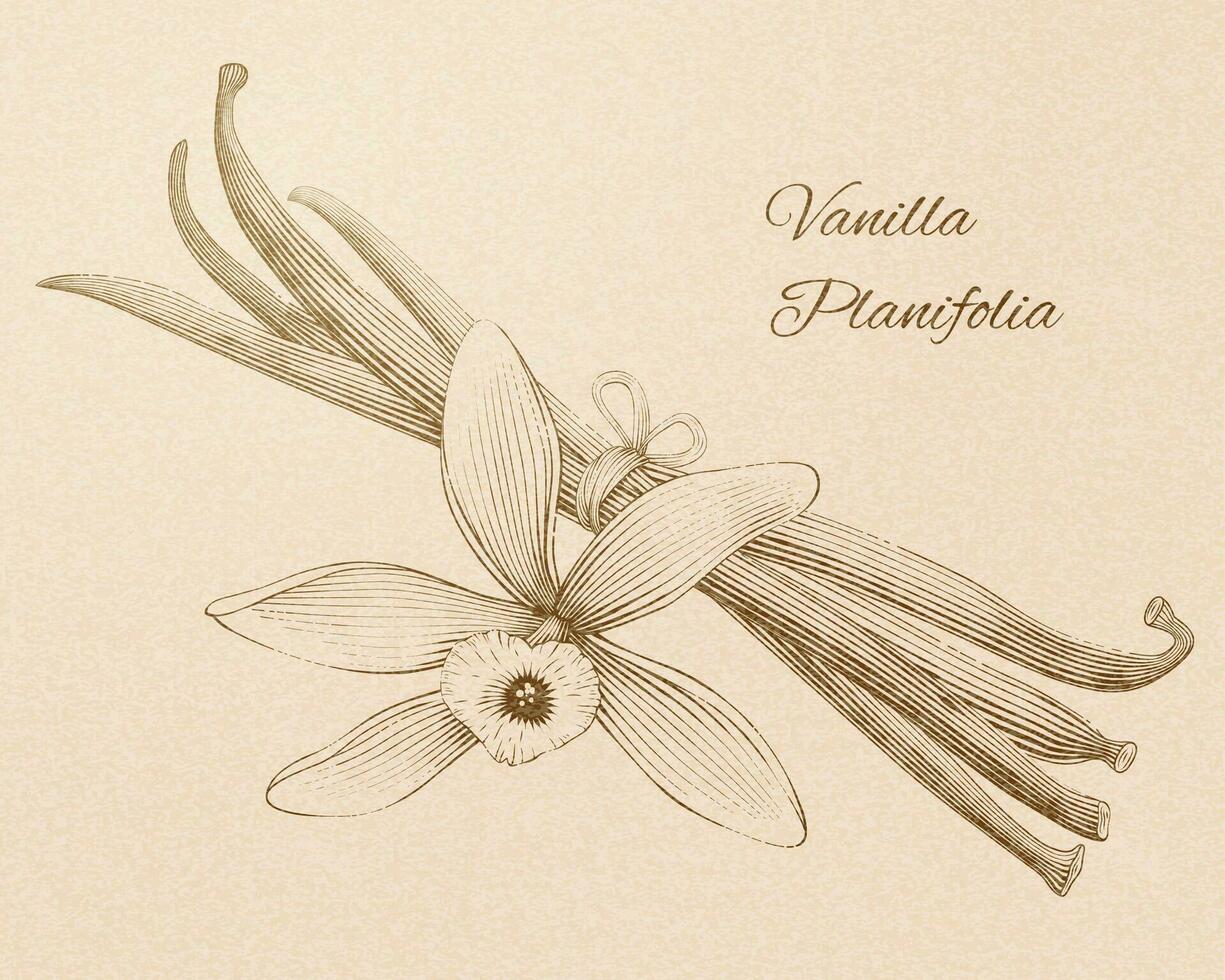Vanilla planifolia in engraved retro style on beige background vector