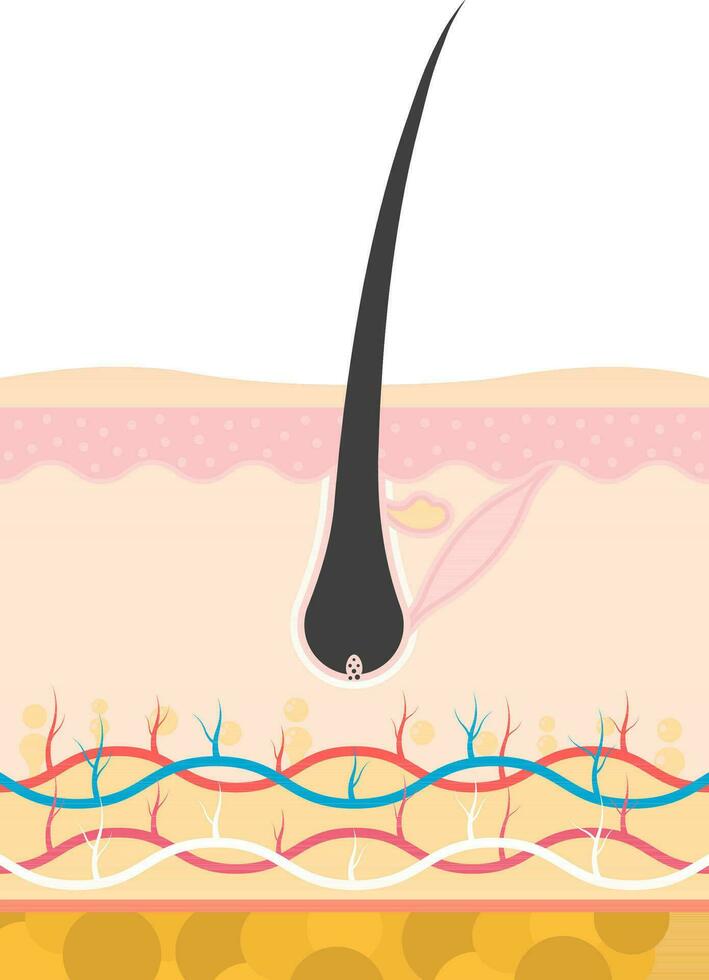 Flat Style Anagen Growing Stage Of Hair Growth Or Loss Internal Scalp Structure. vector