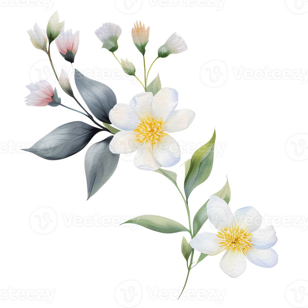 watercolor botanical elements, transparent background, isolated, no background, png