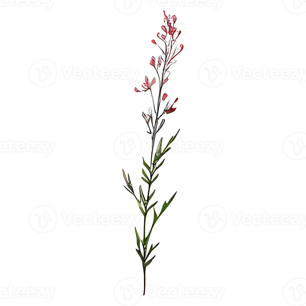 watercolor botanical elements, transparent background, isolated, no background, png