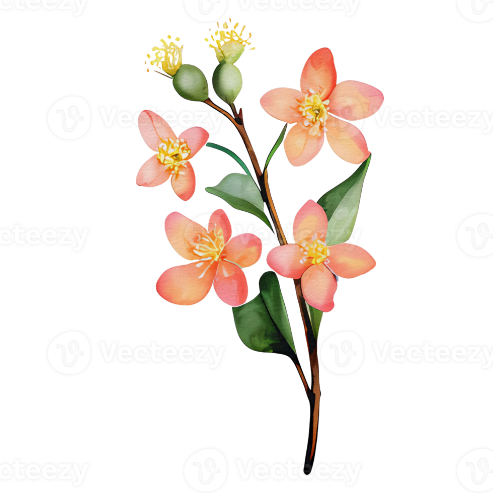 watercolor botanical elements, transparent background, isolated, no background, png