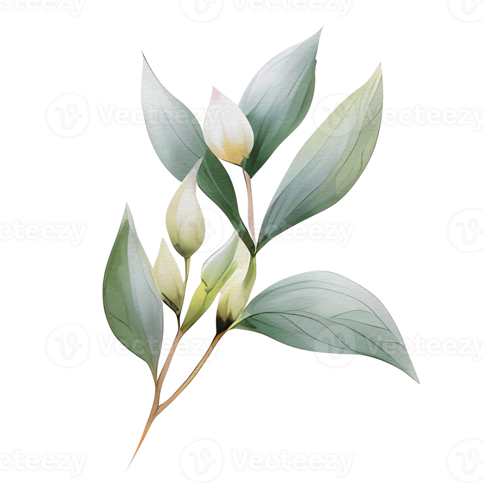 watercolor botanical elements, transparent background, isolated, no background, png