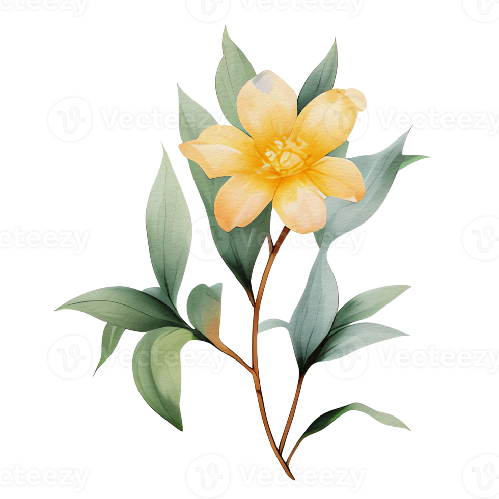 watercolor botanical elements, transparent background, isolated, no background, png