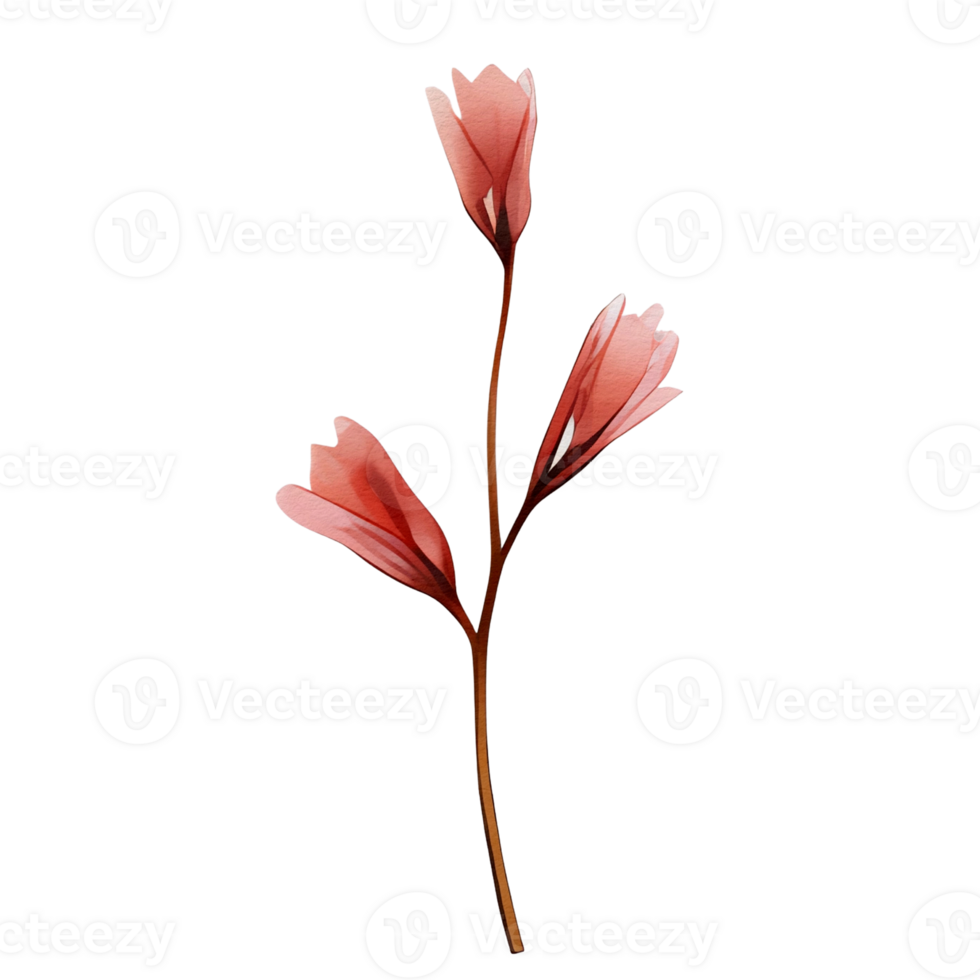 watercolor botanical elements, transparent background, isolated, no background, png
