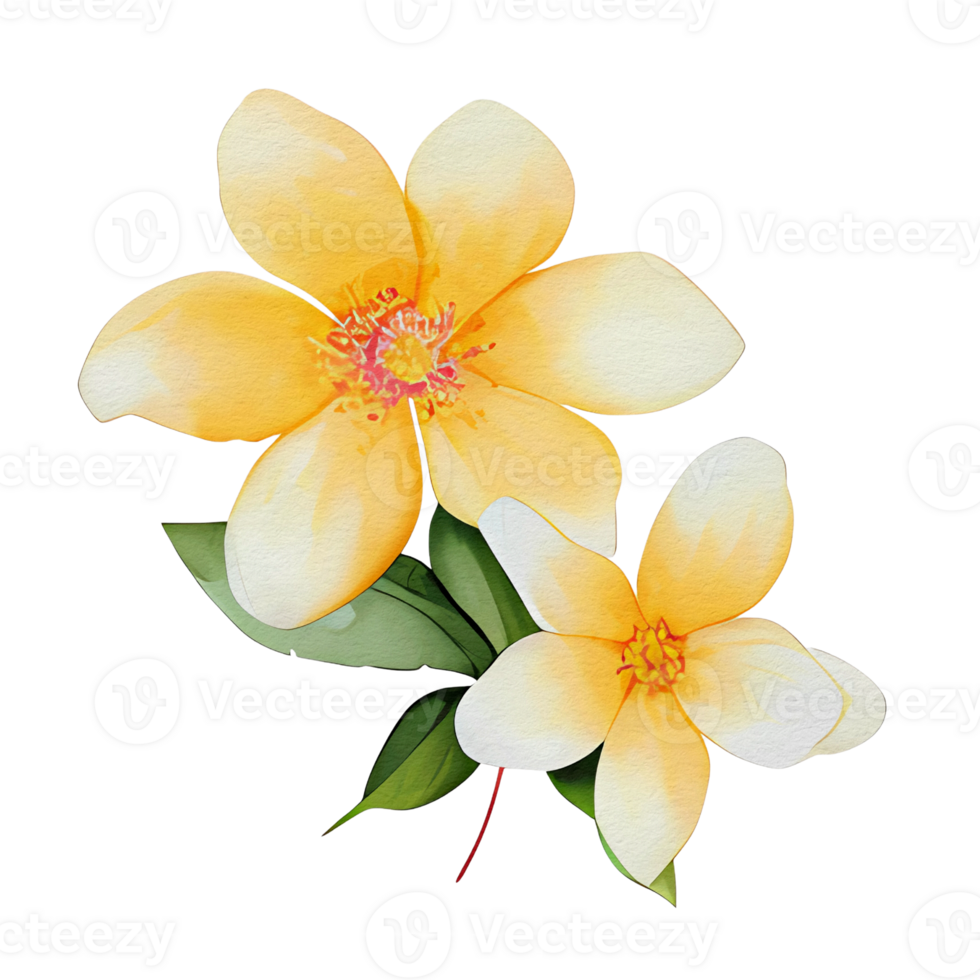 watercolor botanical elements, transparent background, isolated, no background, png