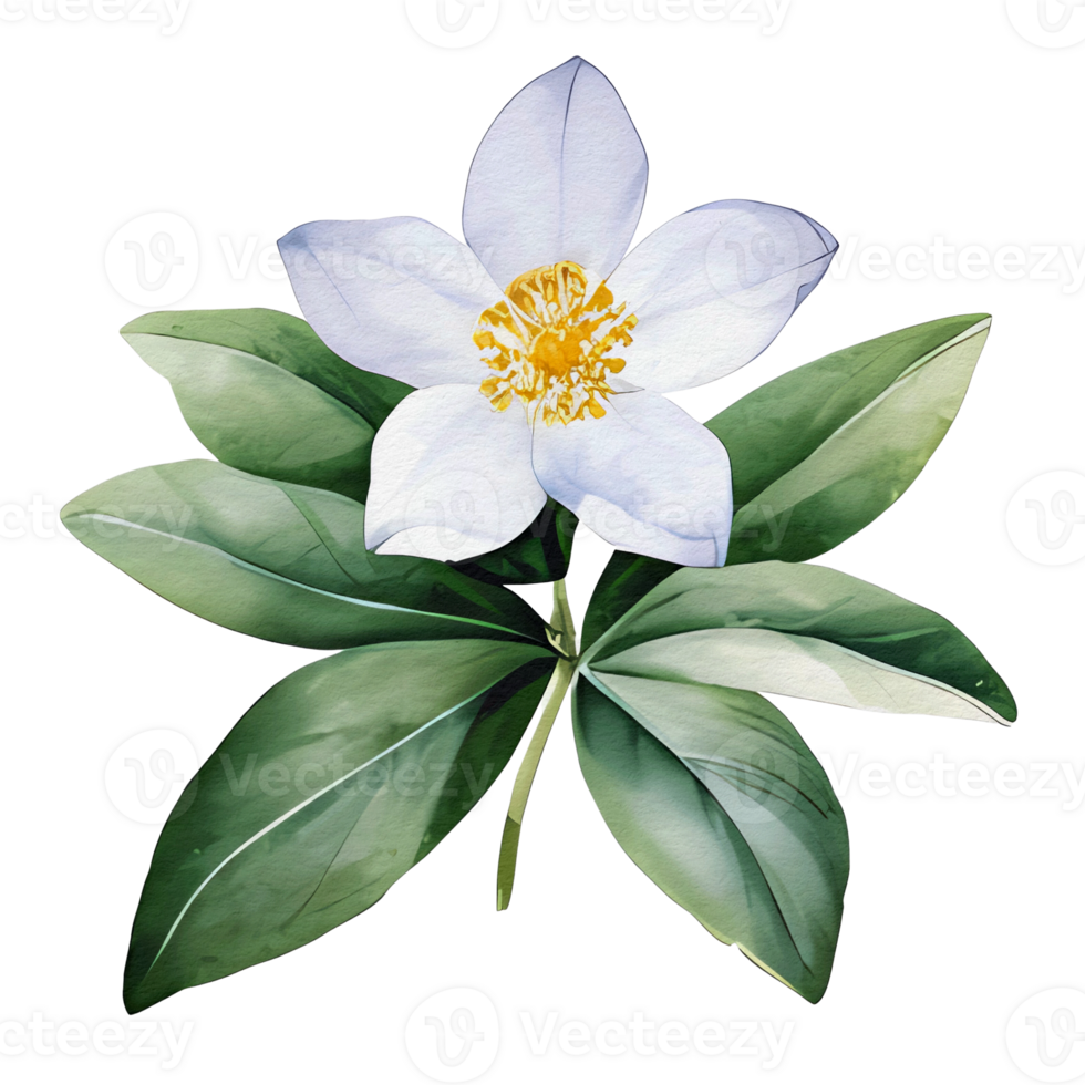 watercolor botanical elements png