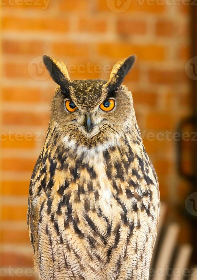 Owl closeup looking at the camera. One animal, nobody, concept for wildness and wildlife. photo