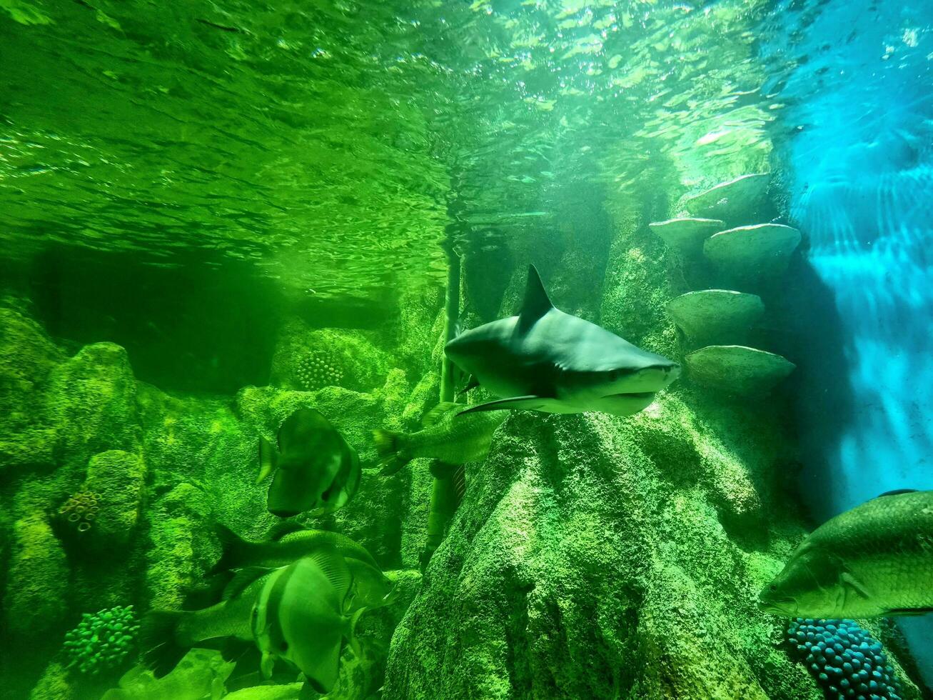 Bull shark photo , Queen of the Ocean The Bull Shark