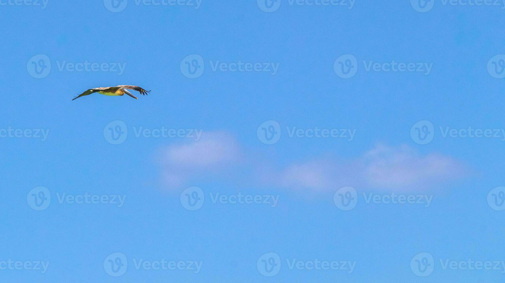 Flying seagull bird with blue sky background clouds in Mexico. photo