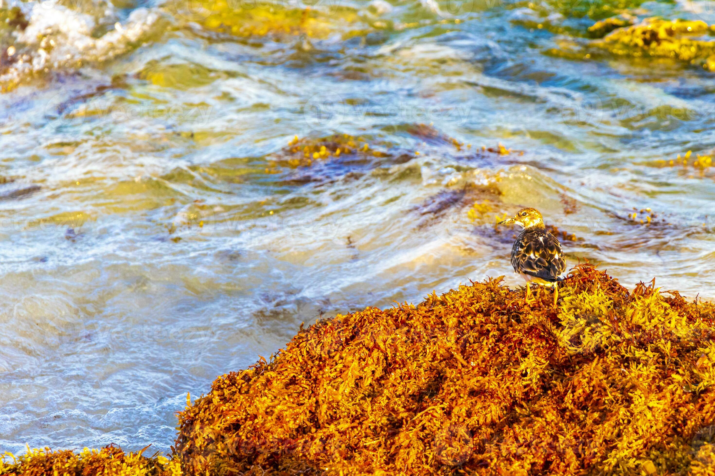 The Unexpected Predator: Birds Eating Rabbits? - xfdfpm3