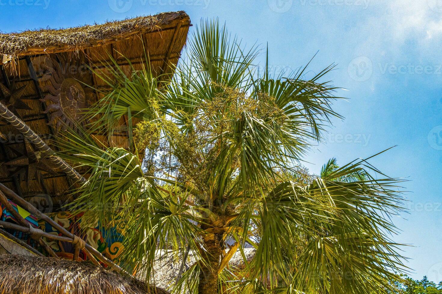 tropical natural palma árbol palmas azul cielo en México. foto