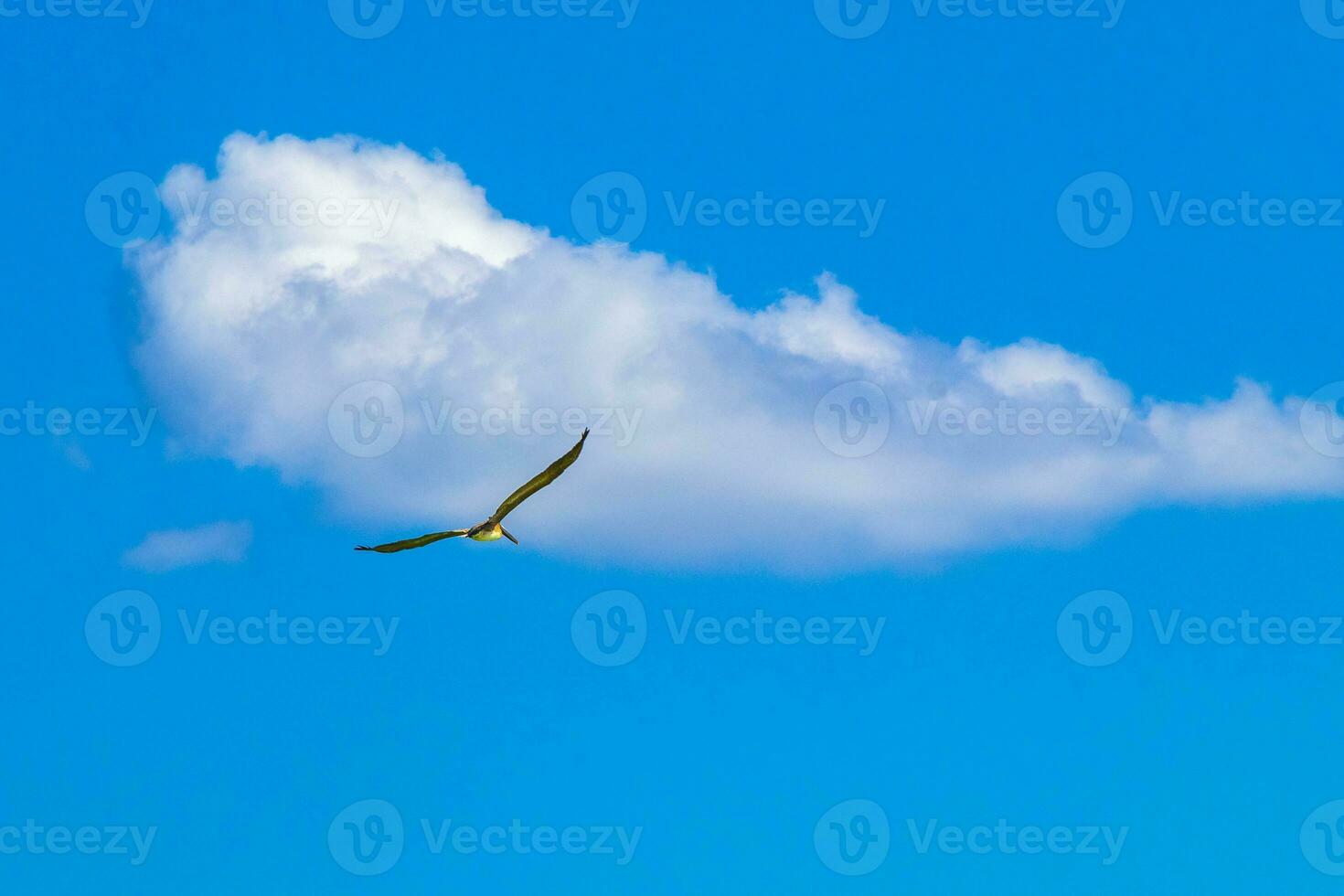 pájaro de gaviota volador con nubes de fondo de cielo azul en méxico. foto