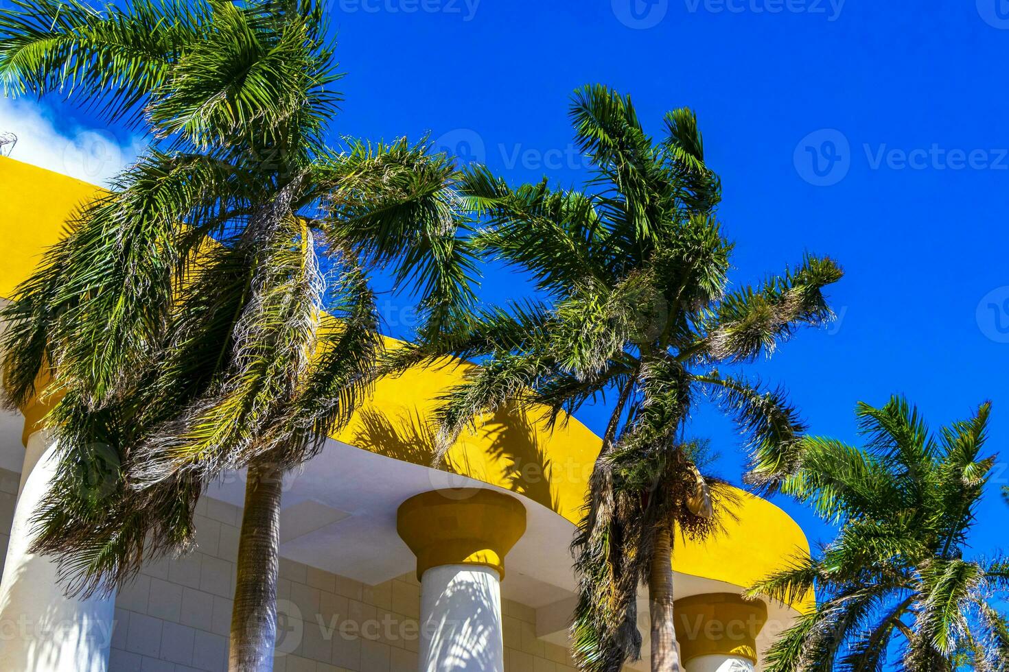 Tropical natural palm tree palms blue sky in Mexico. photo